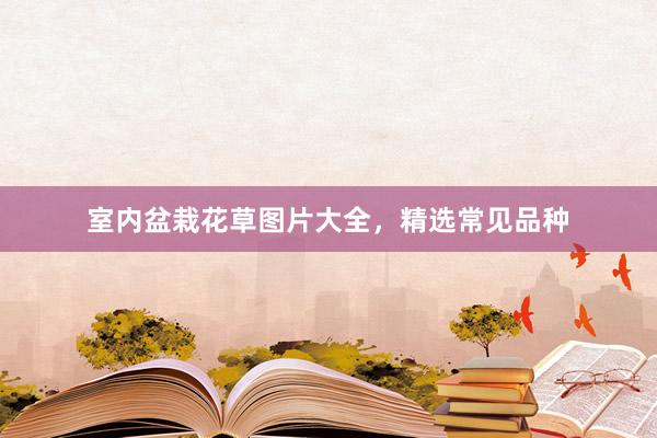 室内盆栽花草图片大全，精选常见品种